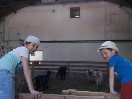 Les biquettes à la ferme de Vincennes Les biquettes à la ferme de Vincennes