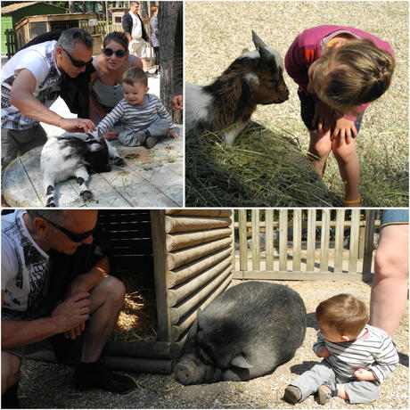 A close look to animals