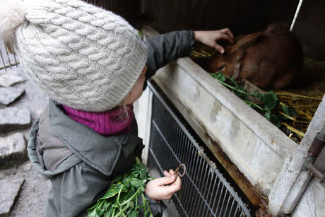 Des caresses aux lapins