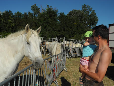 Chevaux de Camargue