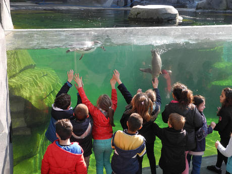 Zoo de Vincennes avec l'école
