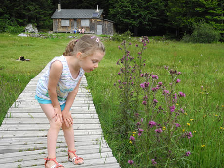 Quelles belles fleurs