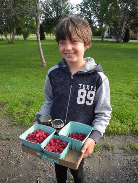 Récolte de framboises