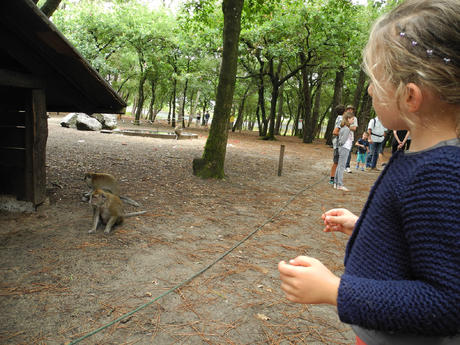 La Pinède des Singes