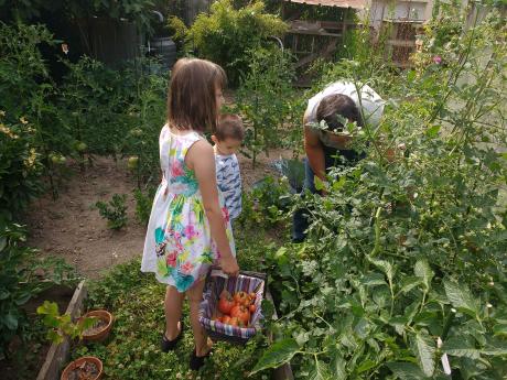 Cueillette des tomates